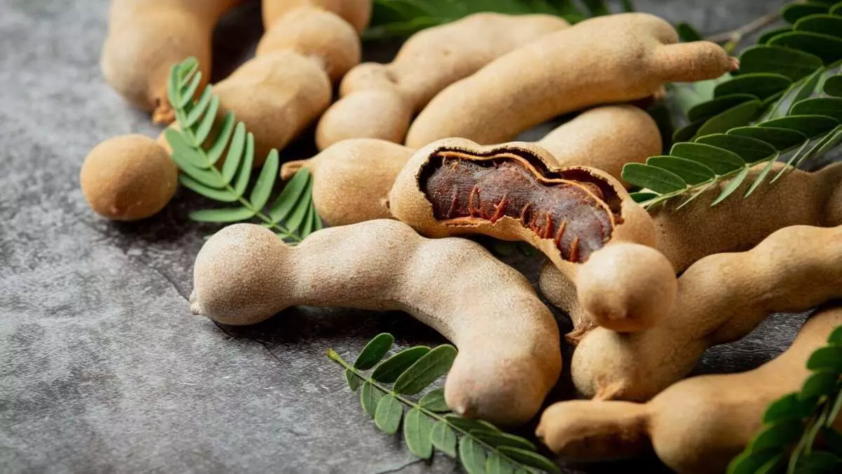 Superfood Imli: చింతపండుతో బరువు తగ్గొచ్చట Superfood Imli: చింతపండుతో బరువు తగ్గొచ్చట