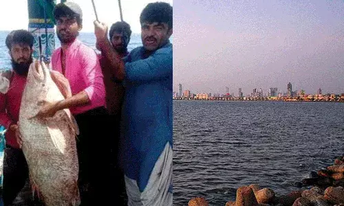 మత్స్యకారుని వలలో చిక్కిన అరుదైన చేపలు.. కిలో రూ.70 లక్షలు మత్స్యకారుని వలలో చిక్కిన అరుదైన చేపలు.. కిలో రూ.70 లక్షలు
