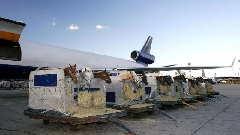 Horse: 30 వేల అడుగుల ఎత్తులో  గందరగోళం చేసిన గుర్రం