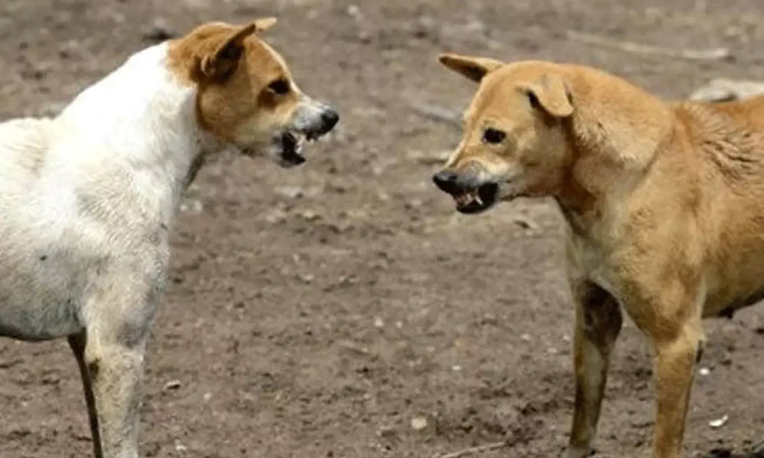వీధి కుక్కకు రేబిస్.. 29 మందిని కరవడంతో చంపేసిన స్థానికులు