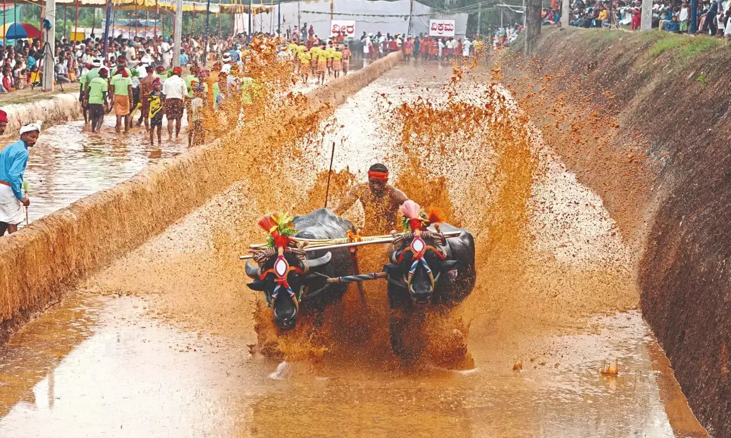కంబాల ఈవెంట్‌లో మెరిసిన కాంతార దున్నపోతులు..