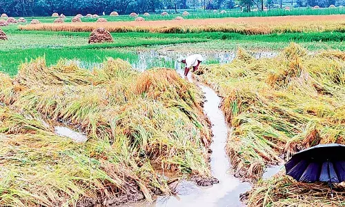 Cyclone Michaung:   అన్నదాతలకు అపార నష్టం