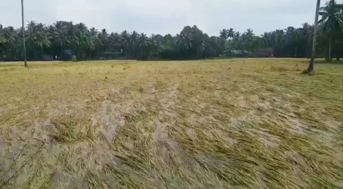 AP: తుపాను నుంచి తేరుకోని ఏపీ రైతులు AP: తుపాను నుంచి తేరుకోని ఏపీ రైతులు