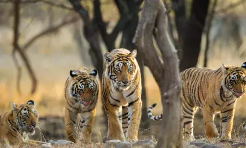 Tiger: పులులుకు ఆవాసాలుగా కాగజ్‌నగర్‌ అడవులు