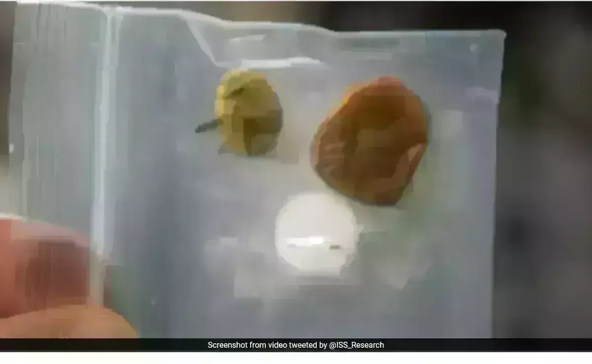 NASA: 8 నెలల క్రితం అంతరిక్షంలో మిస్సైన  టమాటాలు దొరికాయి కానీ NASA: 8 నెలల క్రితం అంతరిక్షంలో మిస్సైన  టమాటాలు దొరికాయి కానీ