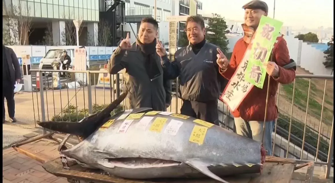 Bluefin Tuna Fish: జపాన్ వేలంలో ఆ చేప ధర ఆరున్నర కోట్ల ధర Bluefin Tuna Fish: జపాన్ వేలంలో ఆ చేప ధర ఆరున్నర కోట్ల ధర