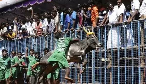 Jallikattu: శ్రీలంకలో తొలిసారిగా జల్లికట్టు పోటీలు Jallikattu: శ్రీలంకలో తొలిసారిగా జల్లికట్టు పోటీలు