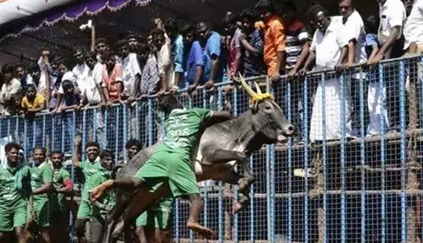 Jallikattu: శ్రీలంకలో తొలిసారిగా జల్లికట్టు పోటీలు Jallikattu: శ్రీలంకలో తొలిసారిగా జల్లికట్టు పోటీలు