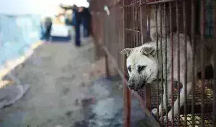 South Korea: దక్షిణ కొరియాలో కుక్క మాంసంపై నిషేధం South Korea: దక్షిణ కొరియాలో కుక్క మాంసంపై నిషేధం