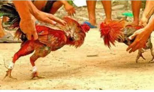 AP HC: కోడి పందేల నిర్వహణ.. క్రూరమే