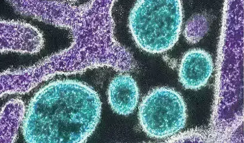 New Virus Variant :  కోవిడ్‌ లాంటి మరో కొత్త వైరస్ గుర్తింపు, ఇది కరోనా కు మించి