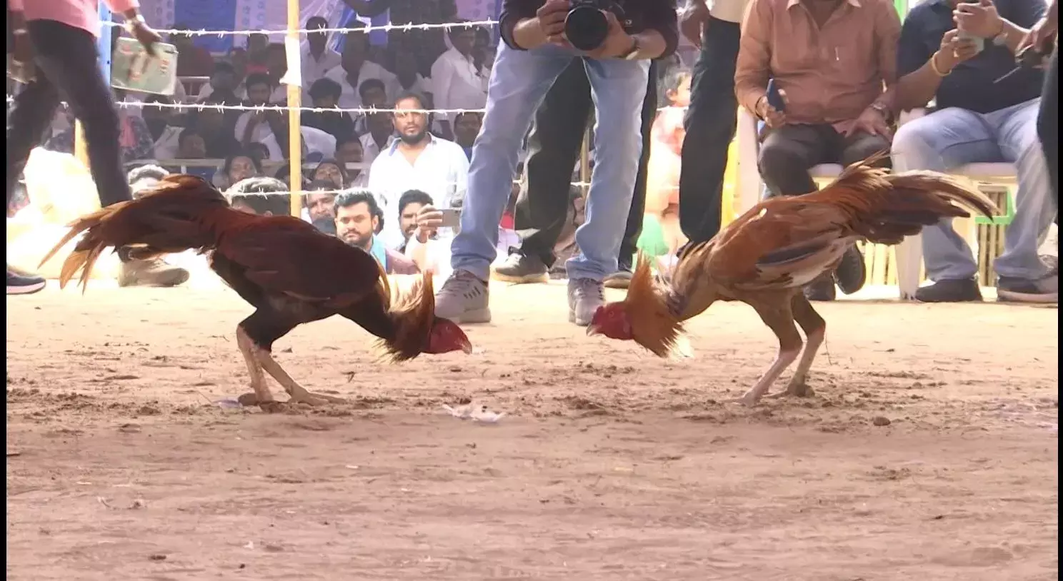 AP: జోరుగా కోడి పందేలు, జూదం