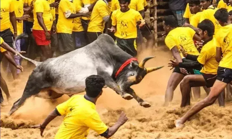 జల్లికట్టు పోటీలో 1,000 ఎద్దులు, 700 టామర్లు