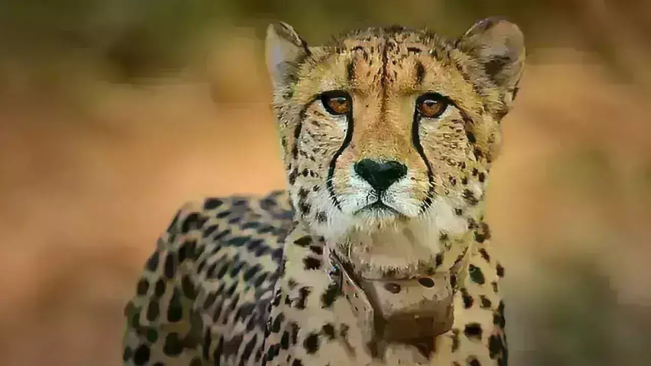 Kuno National Park: కునో నేషనల్ పార్క్‌లో మరో చిరుతపులి మృతి..