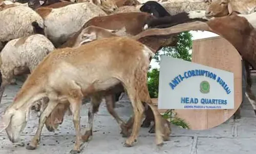 TS: గొర్రెల పంపిణీ కేసు దర్యాప్తు వేగవంతం