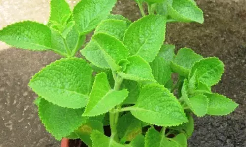 అనారోగ్యాన్ని దూరం చేసే వాము ఆకు టీ.. బరువు తగ్గించడంలో కీలక పాత్ర అనారోగ్యాన్ని దూరం చేసే వాము ఆకు టీ.. బరువు తగ్గించడంలో కీలక పాత్ర