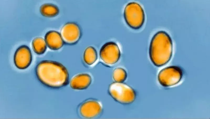 Candida Auris: కలవరం రేపుతున్న క్యాండిడా ఆరిస్ .. Candida Auris: కలవరం రేపుతున్న క్యాండిడా ఆరిస్ ..