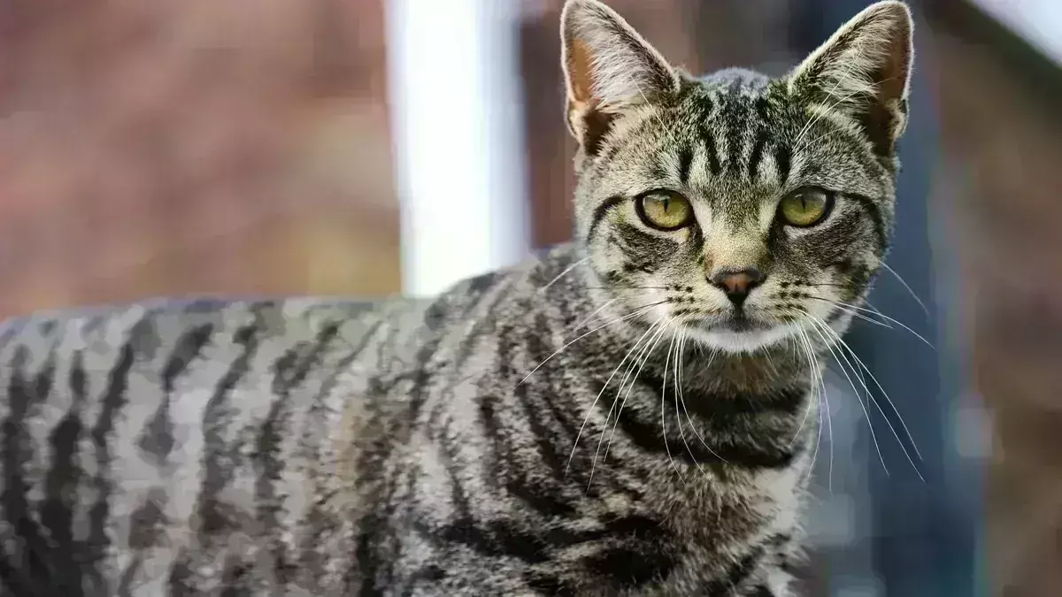 Kerala: ఆకలికి తాళలేక పిల్లి మాంసం పీక్కుతిన్న యువకుడు Kerala: ఆకలికి తాళలేక పిల్లి మాంసం పీక్కుతిన్న యువకుడు