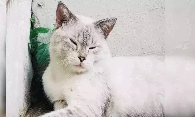 షాకింగ్ సంఘటన: రోజుల తరబడి ఆకలితో పచ్చి పిల్లి మాంసం తింటూ.. షాకింగ్ సంఘటన: రోజుల తరబడి ఆకలితో పచ్చి పిల్లి మాంసం తింటూ..