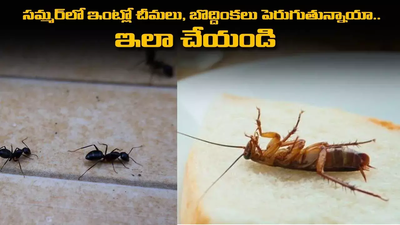 సమ్మర్లో ఇంట్లో చీమలు, బొద్దింకలు పెరుగుతున్నాయా.. ఇలా చేయండి సమ్మర్లో ఇంట్లో చీమలు, బొద్దింకలు పెరుగుతున్నాయా.. ఇలా చేయండి