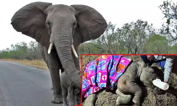 అమ్మ లేదు.. నాకు పాలు తాగాలని లేదు: రైలు ఢీకొన్న ఘటనలో తల్లి ఏనుగు