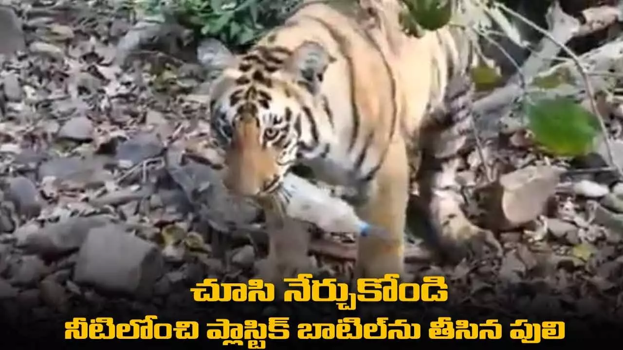 Viral Video : చూసి నేర్చుకోండి : నీటిలోంచి ప్లాస్టిక్ బాటిల్ను తీసిన పులి Viral Video : చూసి నేర్చుకోండి : నీటిలోంచి ప్లాస్టిక్ బాటిల్ను తీసిన పులి
