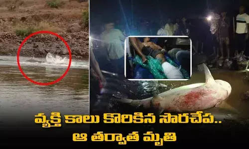 Shark : వ్యక్తి కాలు కొరికిన సొరచేప.. ఆ తర్వాత మృతి Shark : వ్యక్తి కాలు కొరికిన సొరచేప.. ఆ తర్వాత మృతి