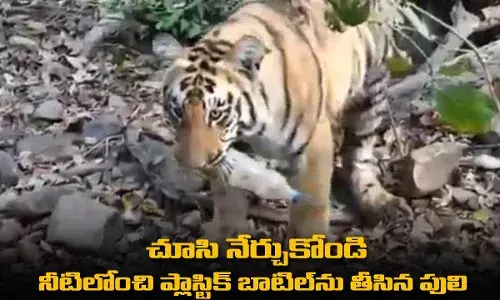 Viral Video : చూసి నేర్చుకోండి : నీటిలోంచి ప్లాస్టిక్ బాటిల్ను తీసిన పులి Viral Video : చూసి నేర్చుకోండి : నీటిలోంచి ప్లాస్టిక్ బాటిల్ను తీసిన పులి