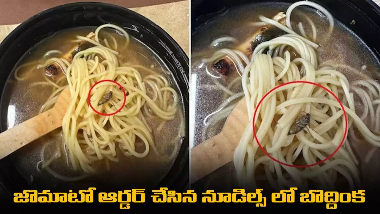Zomato : జొమాటో ఆర్డర్ చేసిన నూడిల్స్ లో బొద్దింక Zomato : జొమాటో ఆర్డర్ చేసిన నూడిల్స్ లో బొద్దింక