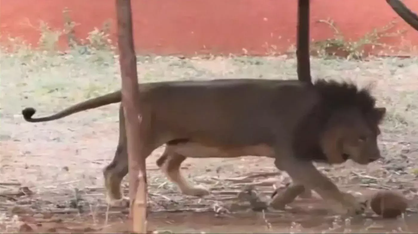 LION: తిరుపతి జూపార్క్లో వ్యక్తిని చంపేసిన సింహం LION: తిరుపతి జూపార్క్లో వ్యక్తిని చంపేసిన సింహం