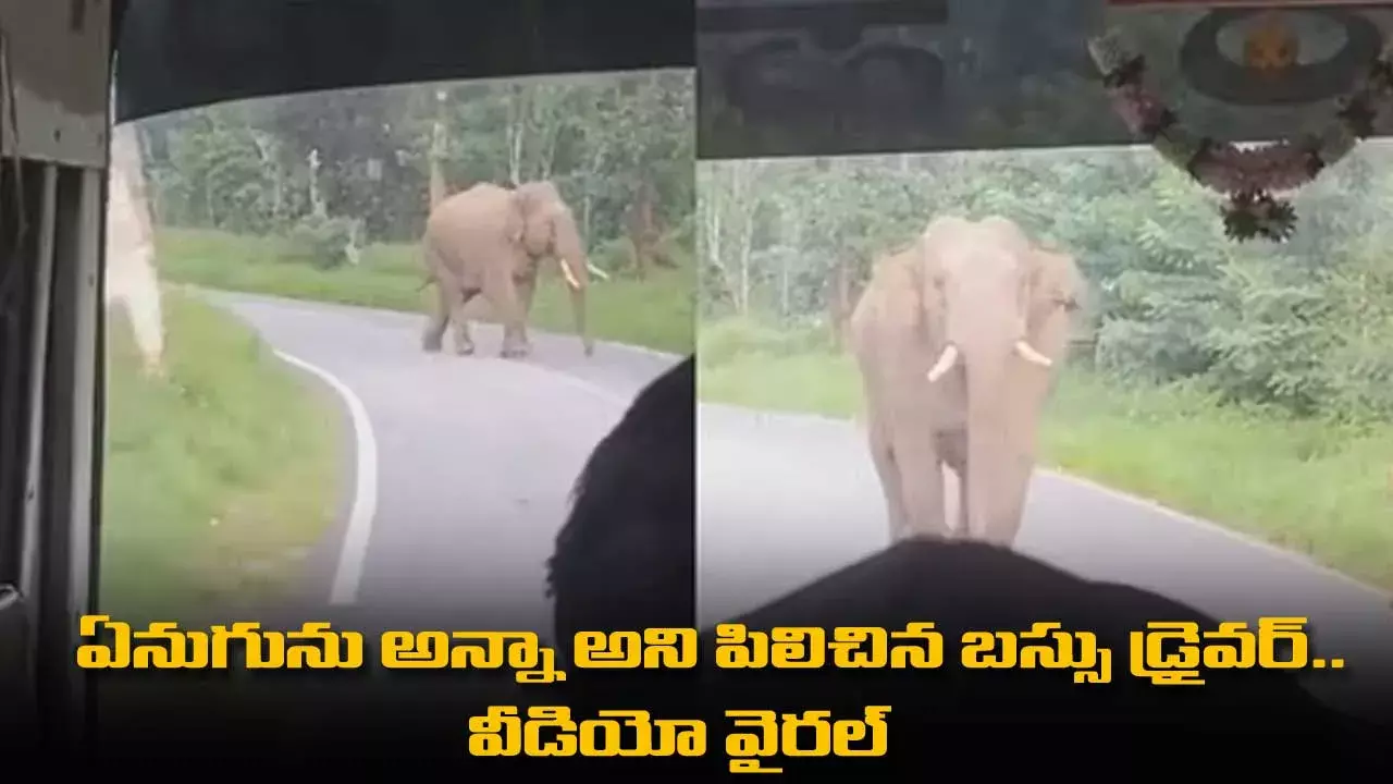 ఏనుగును అన్నా అని పిలిచిన బస్సు డ్రైవర్.. వీడియో వైరల్ ఏనుగును అన్నా అని పిలిచిన బస్సు డ్రైవర్.. వీడియో వైరల్