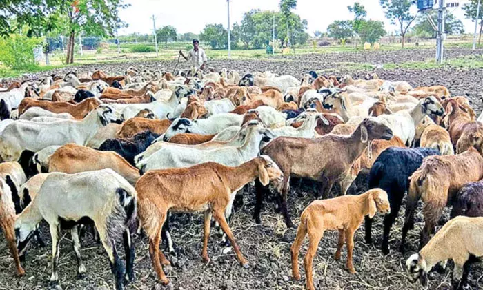 Telangana Sheep Distribution scheme :  గొర్రెల పంపిణీ పథకంలో కుంభకోణం.. Telangana Sheep Distribution scheme :  గొర్రెల పంపిణీ పథకంలో కుంభకోణం..