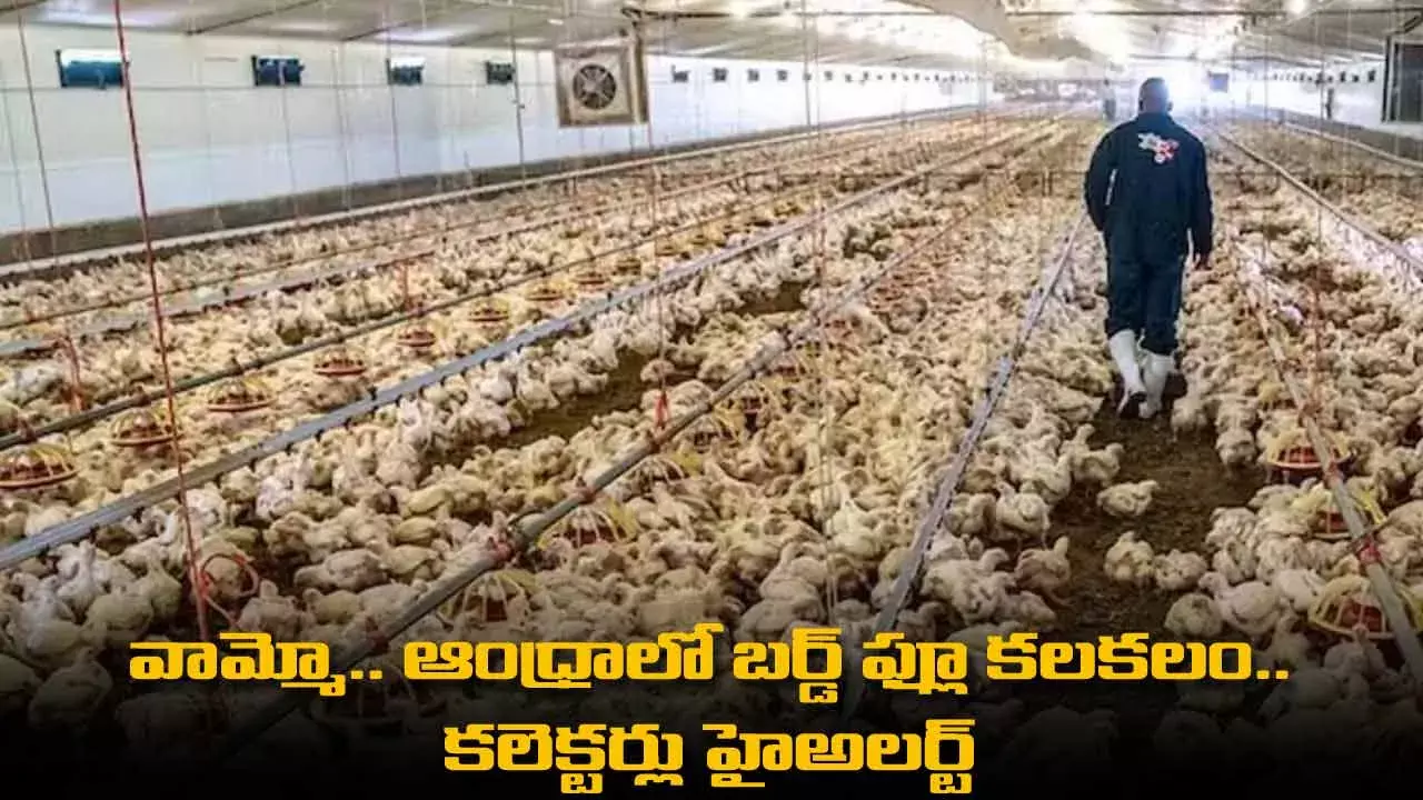 Bird Flu Alert : వామ్మో.. ఆంధ్రాలో బర్డ్ ఫ్లూ కలకలం.. కలెక్టర్లు హైఅలర్ట్ Bird Flu Alert : వామ్మో.. ఆంధ్రాలో బర్డ్ ఫ్లూ కలకలం.. కలెక్టర్లు హైఅలర్ట్
