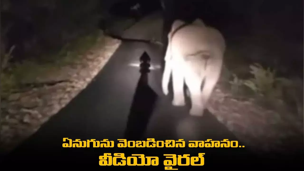 Tamilnadu : ఏనుగును వెంబడించిన వాహనం.. వీడియో వైరల్ Tamilnadu : ఏనుగును వెంబడించిన వాహనం.. వీడియో వైరల్