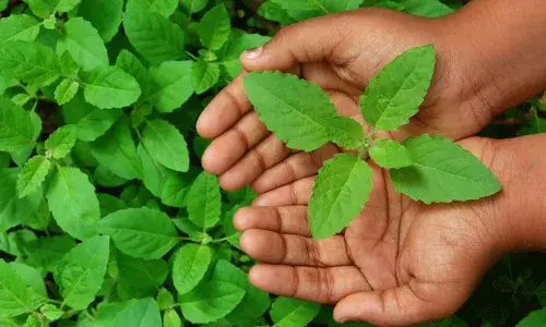 తులసి ఆకులు రోజూ తీసుకుంటే.. అధిక కొలెస్ట్రాల్..