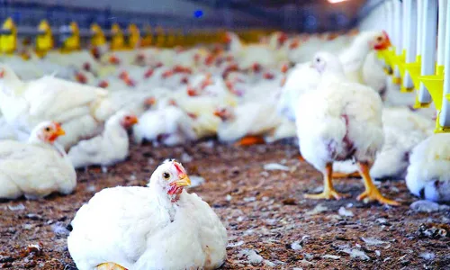 Chicken Prices : బర్డ్ ఫ్లూ ఎఫెక్ట్..   కిలో చికెన్  రూ. 300 Chicken Prices : బర్డ్ ఫ్లూ ఎఫెక్ట్..   కిలో చికెన్  రూ. 300