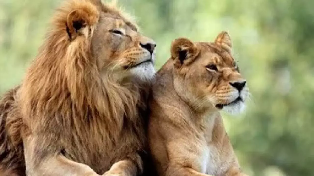 అక్బర్, సీత అనే సింహాలపై త్రిపుర అటవీ శాఖ అధికారిపై వేటు అక్బర్, సీత అనే సింహాలపై త్రిపుర అటవీ శాఖ అధికారిపై వేటు