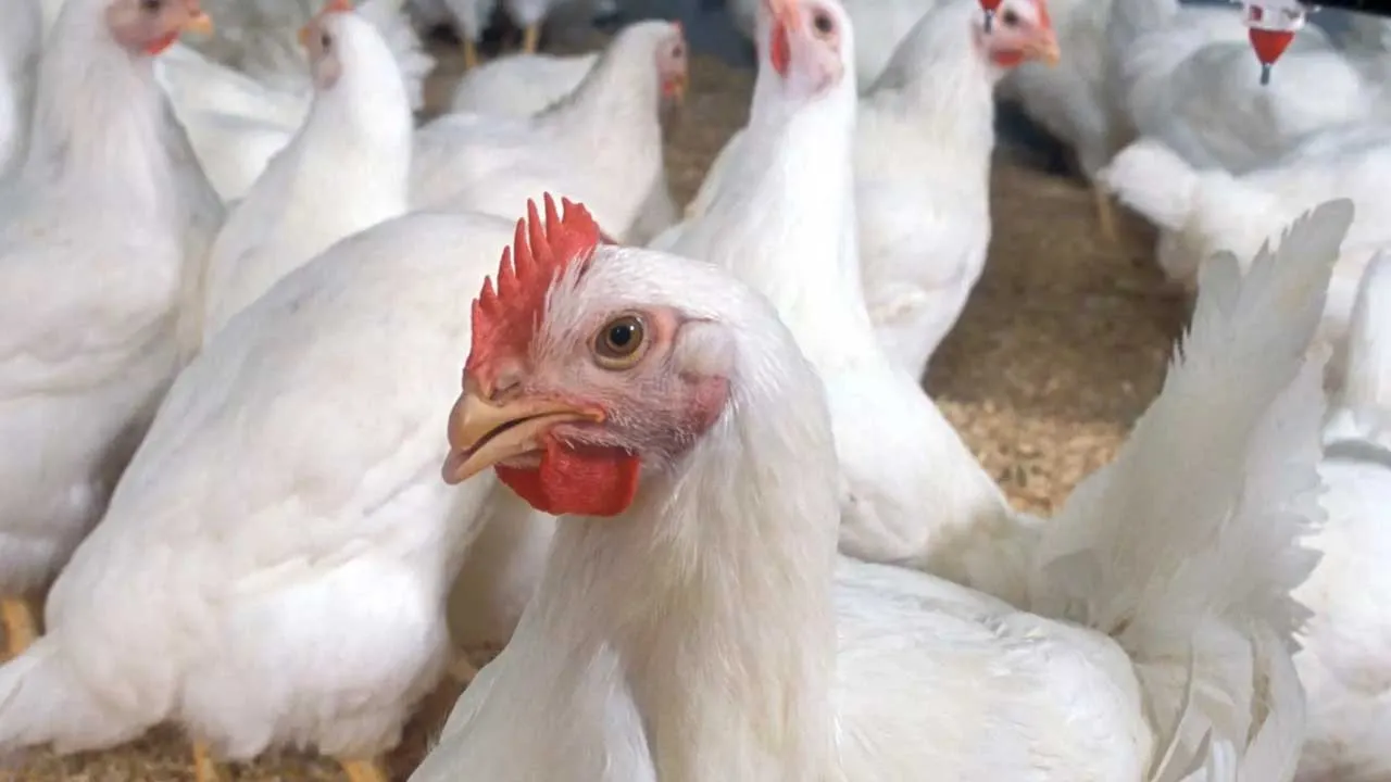 Bird Flu : సీన్ రివర్స్.. భారీగా పెరిగిన చికెన్ ధర Bird Flu : సీన్ రివర్స్.. భారీగా పెరిగిన చికెన్ ధర