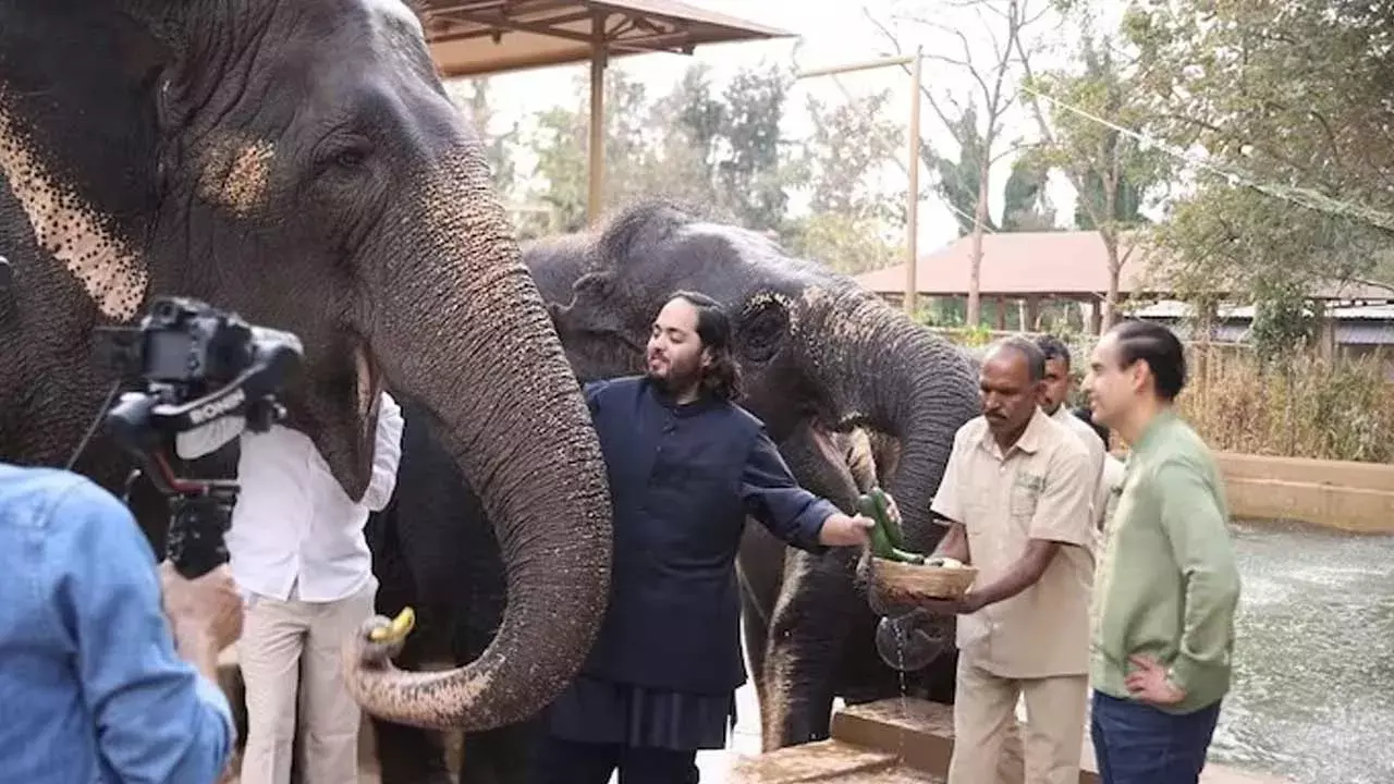 Anant Ambani : అతిథులకు వైల్డ్లైఫ్ సఫారీ ఉండదు : అనంత్ అంబానీ Anant Ambani : అతిథులకు వైల్డ్లైఫ్ సఫారీ ఉండదు : అనంత్ అంబానీ