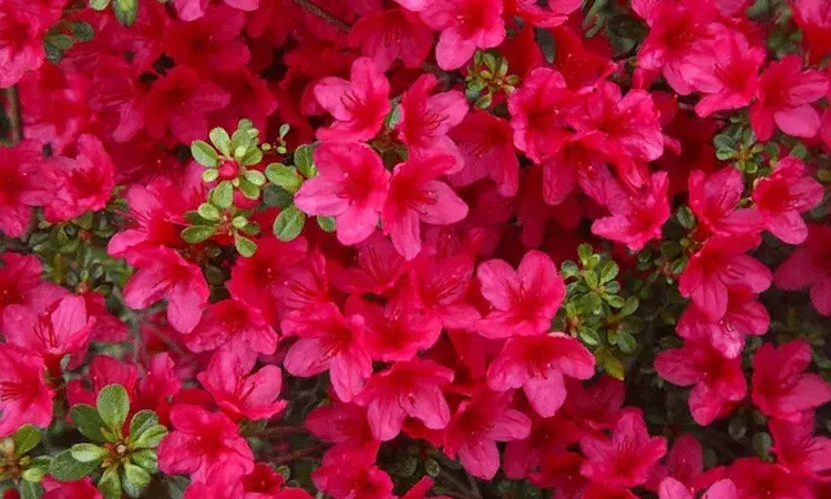 ఆందోళన రేకెత్తిస్తున్న అకాల పుష్పాలు.. వాతావరణ సంక్షోభానికి సంకేతాలు ఆందోళన రేకెత్తిస్తున్న అకాల పుష్పాలు.. వాతావరణ సంక్షోభానికి సంకేతాలు