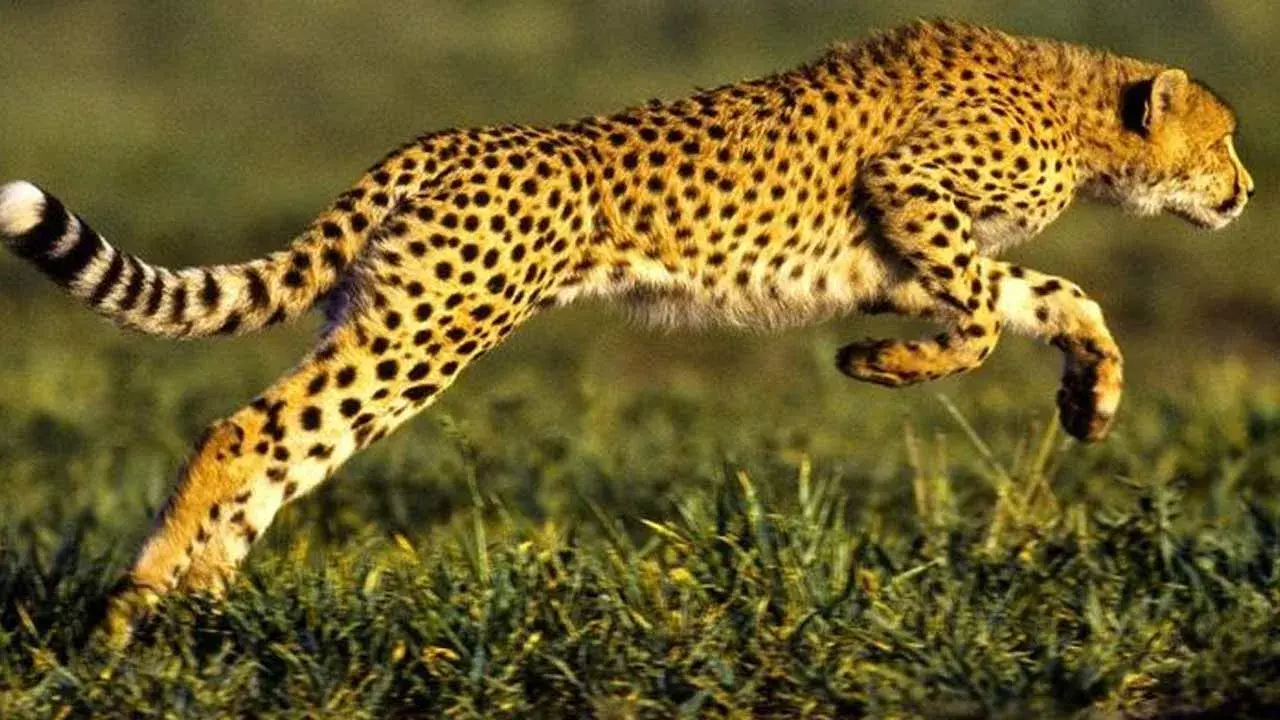 Cheetah : చిరుతపులి జనాభాపై రిపోర్ట్.. మన దేశంలో ఎన్నున్నాయంటే.. Cheetah : చిరుతపులి జనాభాపై రిపోర్ట్.. మన దేశంలో ఎన్నున్నాయంటే..
