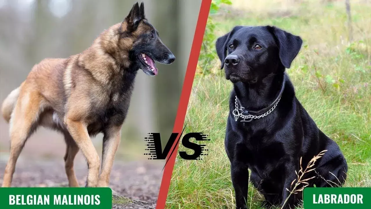 Belgian Malinois :  NSGలో చేరనున్న బెల్జియన్ జాతి కుక్కలు