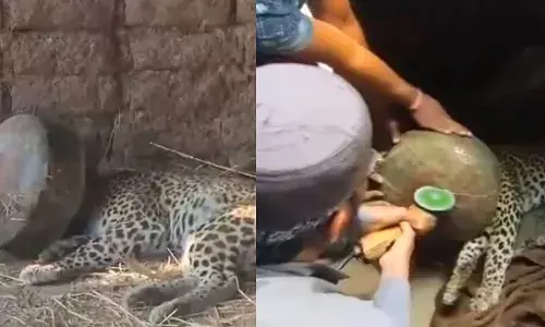 Chirutha Head Struck in Metal Pot :లోహపు పాత్రలో ఇరుక్కున్న పులి తల Chirutha Head Struck in Metal Pot :లోహపు పాత్రలో ఇరుక్కున్న పులి తల