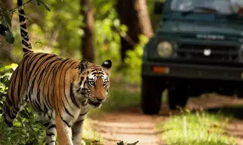 జిమ్ కార్బెట్ నేషనల్ పార్క్లోని ప్రధాన ప్రాంతాల్లో టైగర్ సఫారీ నిషేధం: సుప్రీం జిమ్ కార్బెట్ నేషనల్ పార్క్లోని ప్రధాన ప్రాంతాల్లో టైగర్ సఫారీ నిషేధం: సుప్రీం
