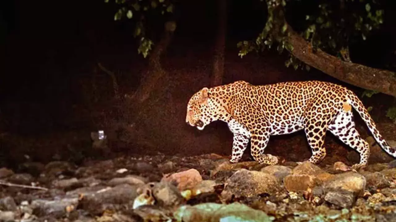 Leopard : చిరుతపులిని సూపర్ గా హ్యాండిల్ చేసిన 12ఏళ్ల బుడ్డోడు Leopard : చిరుతపులిని సూపర్ గా హ్యాండిల్ చేసిన 12ఏళ్ల బుడ్డోడు