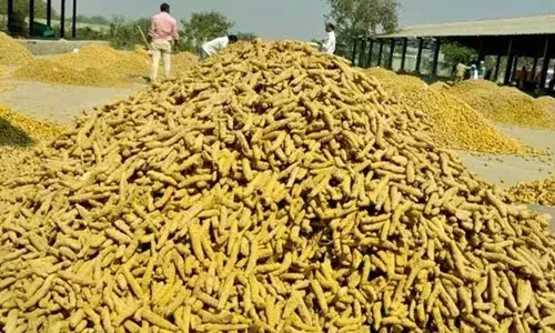 Record Prices for Turmeric : పసుపు పంటకు ఆల్టైమ్ రికార్డు ధర Record Prices for Turmeric : పసుపు పంటకు ఆల్టైమ్ రికార్డు ధర