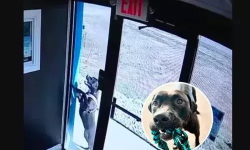 Viral Video : యజమానికి యాక్సిడెంట్.. రక్షించిన పెంపుడు కుక్క