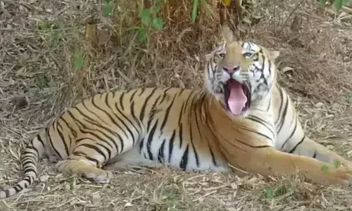 Tiger : పార్క్ లో పిల్లలతో షికారు చేస్తోన్న పులి Tiger : పార్క్ లో పిల్లలతో షికారు చేస్తోన్న పులి