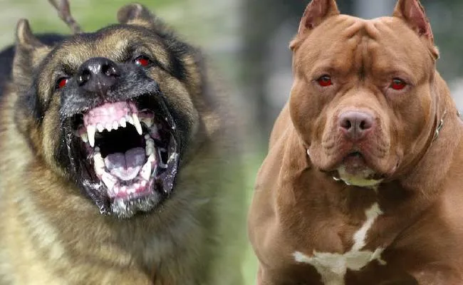 Dogs ban : 23 కుక్క జాతులపై కేంద్రం నిషేధం Dogs ban : 23 కుక్క జాతులపై కేంద్రం నిషేధం