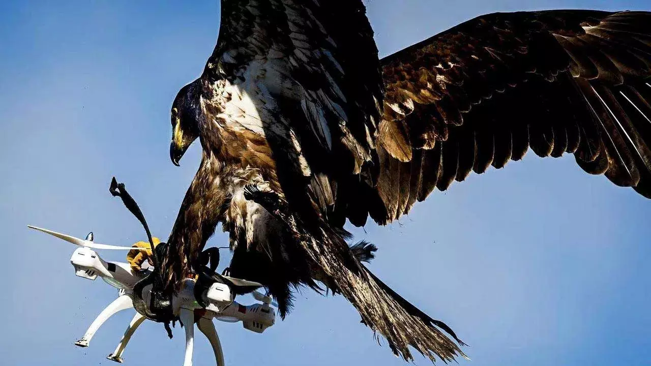 Drone : డ్రోన్ల బెదిరింపులను ఎదుర్కొనేందుకు రంగంలోకి డేగలు Drone : డ్రోన్ల బెదిరింపులను ఎదుర్కొనేందుకు రంగంలోకి డేగలు